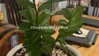 Đất thổ cư 5x24m hẻm Nguyễn Thị Thảnh gần Chợ Thới Tứ xã Thới Tam Thôn