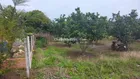 Bán Đất Vườn Bưởi