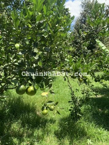 Bán 16.000m2 giáp Sông đang trồng Bưởi và Sầu Riêng gần uỷ ban xã Khánh Phú, Khánh Vĩnh