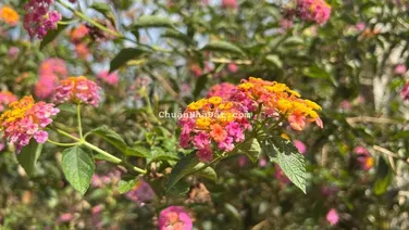 Bán đất Bàu Trâm,Long Khánh (TCSR) dtich 10x30 giá chỉ hơn 1 tỷ VND