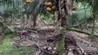 Bán 2.5 công đất mặt tiền nhựa Mỹ Tho