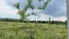Bán 1000m2 đất GIÁ MỀM Phú An, Huyện Tân Phú đường bê tông