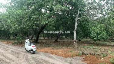 Hàng Ngộp Hơn 700tr/Sào Đông Hoà Trảng Bom