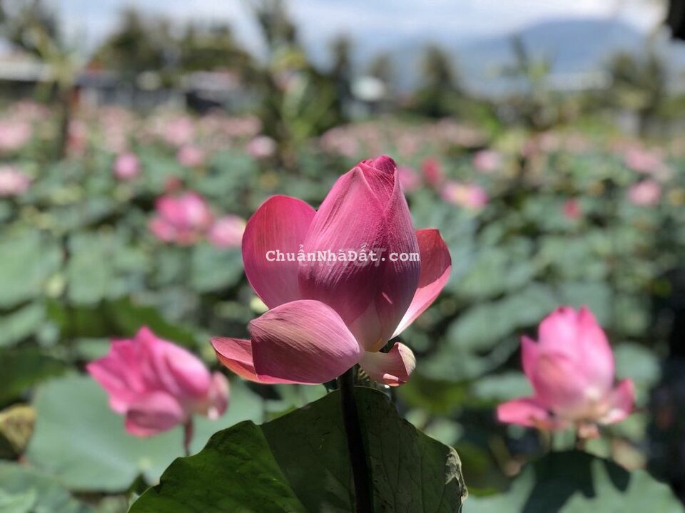 Bán toà nhà 8 tầng mặt tiền trung tâm TP Nha Trang