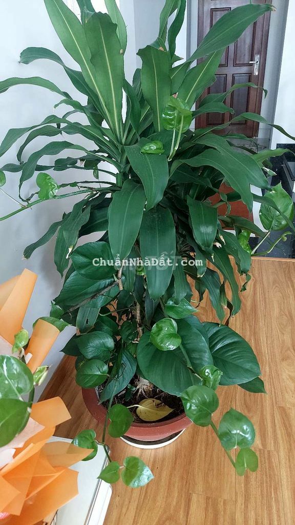 Mặt tiền vị trí kinh doanh buôn bán sầm uất