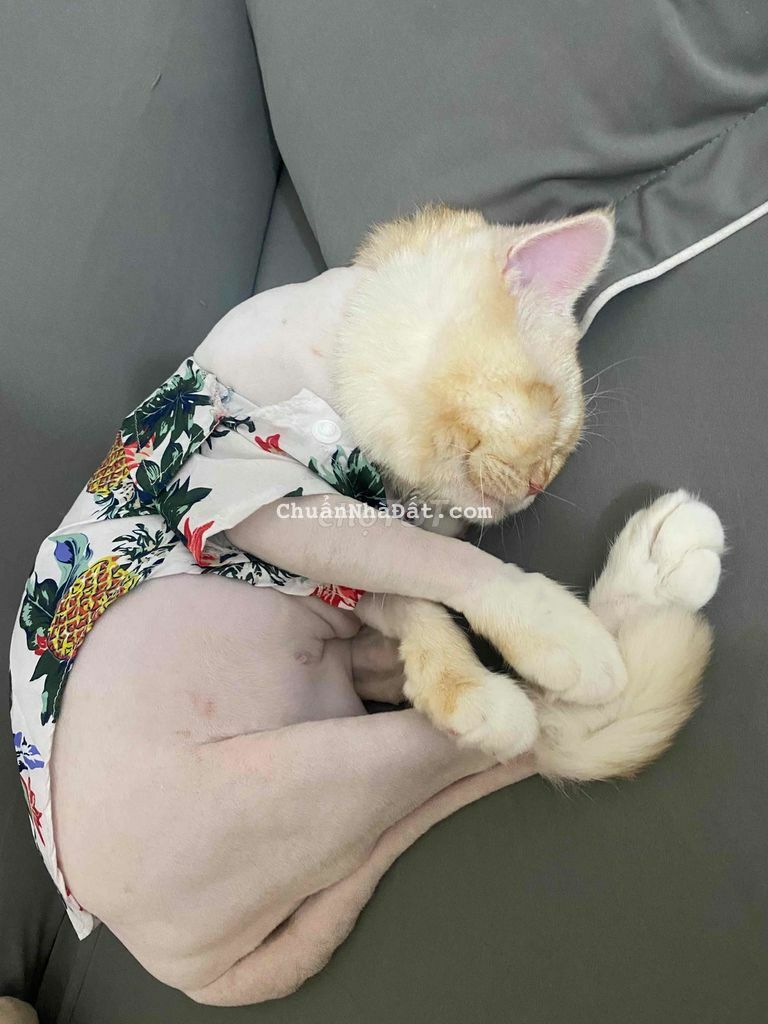 CHO THUÊ NHÀ TRỆT LỬNG MẶT TIỀN ĐƯỜNG BỜ HỒ BÚNG XÁNG - AN KHÁNH - NIN