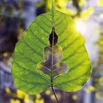 avatar-profile